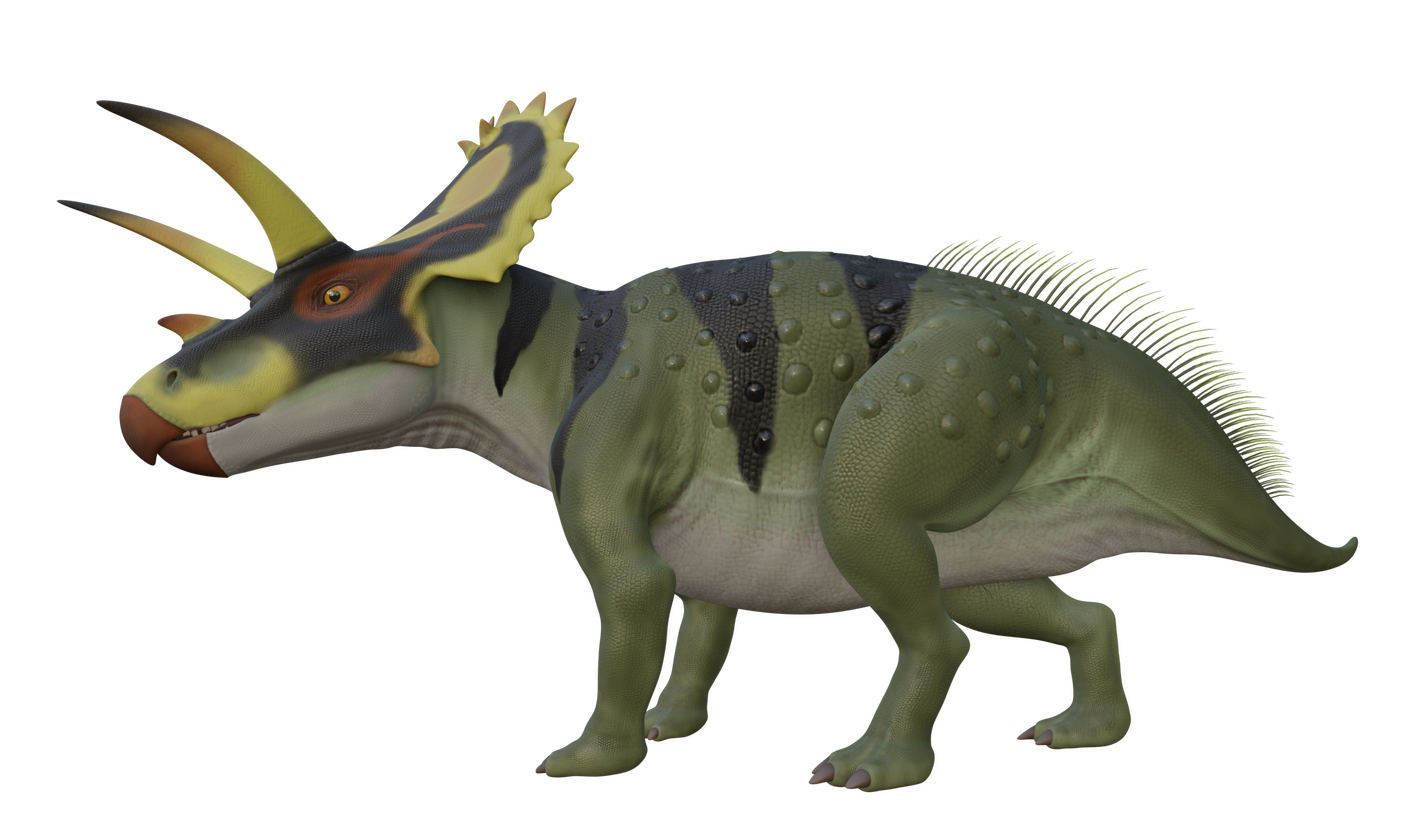 Client Model "Anchiceratops"